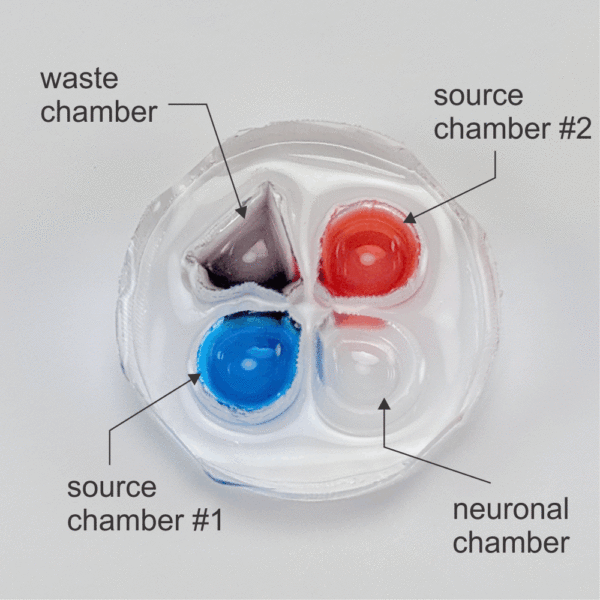Photograph of eNUVIO's OMEGA AG device with three chambers. Source chamber 1 is filled with blue liquid, source chamber two is filled with red liquid, neuronal chamber is filled with colorless liquid, waste chamber is filled with purple liquid.