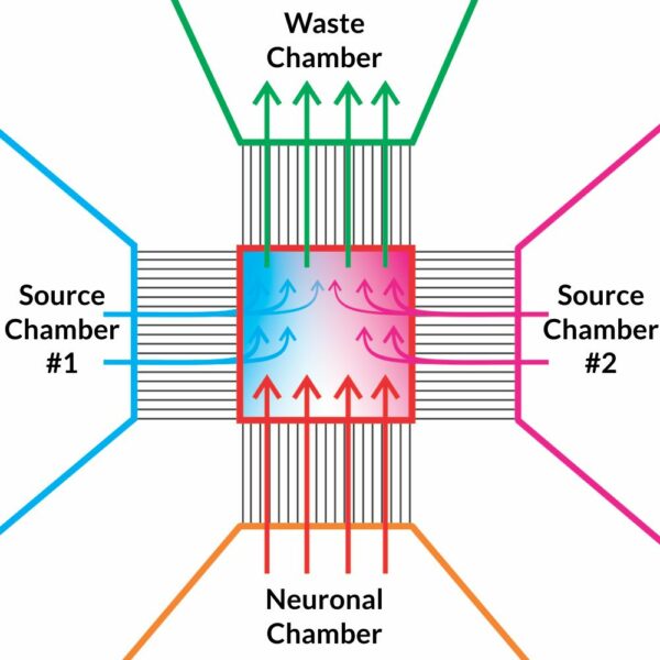 Schematic of Omega AG axon guidance device. coloured lines indicating five areas, left: blue source chamber number1, bottom: orange, neuronal chamber, right: magenta source chamber number two, top: green waste chamber, middle: red viewing area. Red arrows pointing from bottom to middle, blue arrows pointing from left to middle and then up, magenta arrows pointing from right to middle and then up, green arrows pointing frim middle up, thin black lines connect the middle area with the outer chambers