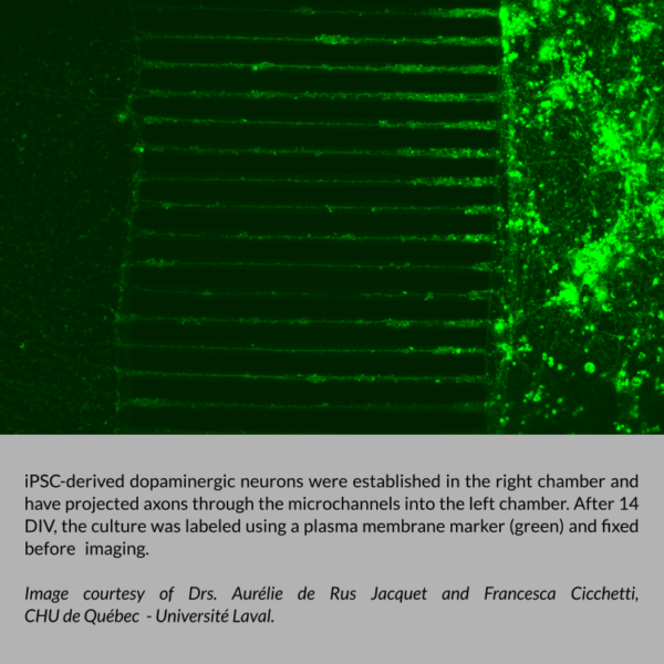 iPSC-derived dopaminergic neurons were established in the right chamber of eNUVIO's OMEGA neuronal microfluidic co-culture and compartmentalization device and have projected axons through the microchannels into the left chamber. After 14 DIV, the culture was labeled using a plasma membrane marker (green) and fixed before imaging. Image courtesy of Drs. Aurélie de Rus Jacquet and Francesca Cicchetti, CHU de Québec - Université Laval