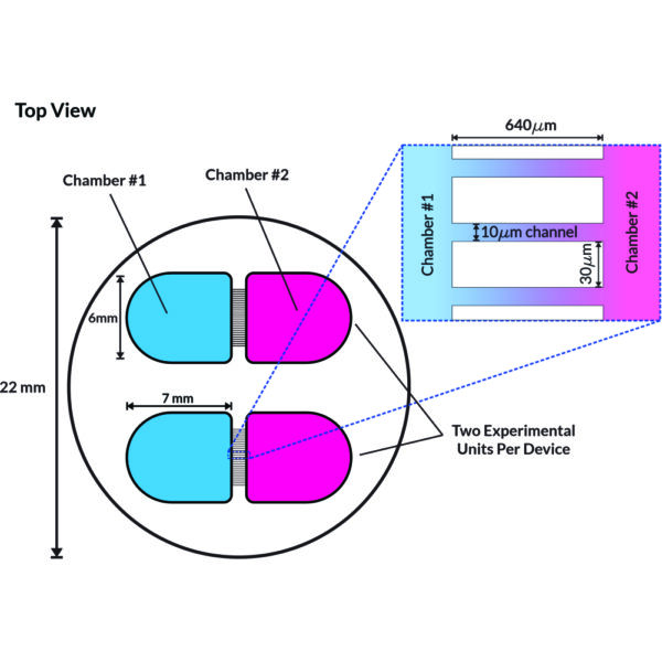 Schematic of neuronal microfluidic co-culture and compartmentalization device OMEGA-4 by eNUVIO with two experiments per device. Each experimental unit consists of two chambers (chamber #1 labeled blue, chamber #2 labeled magenta) connected by microfluidic microchannels.
