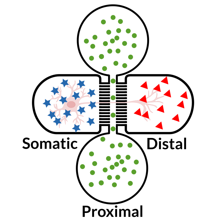 Schematic of triple chamber neuronal microfluidic co-culture and compartmentalization device OMEGA-ACE by eNUVIO. Dendrites and soma of neurons are in the somatic chamber. Neurons project their axons through microchannels to the distal chamber. Molecules can be added either to the somatic or distal chamber or to the proximal chamber which gives access to the axons going through the microchannels.