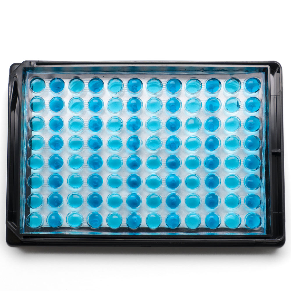 photo of eNUVIO's EB-CLARIFY, a 96 well plate for generating embryoid bodies and processing spheroids with any transfer necessary