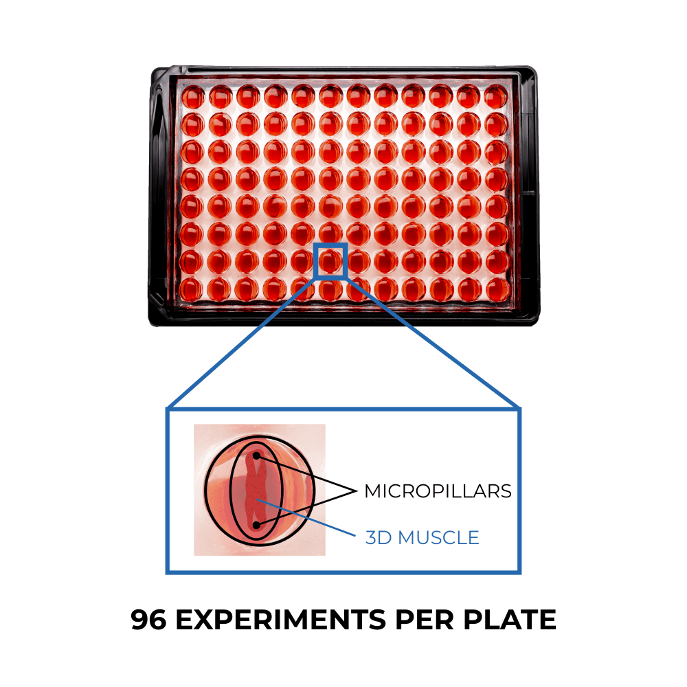 photo and illustration of eNUVIO's OMEGA-96-MP 3D skeletal muscle screening plate