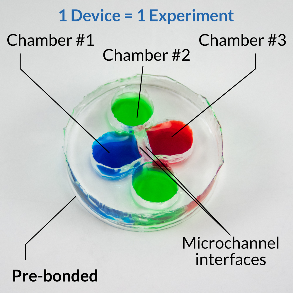 Triple chamber neuronal microfluidic co-culture and compartmentalization device OMEGA-ACE by eNUVIO. Chamber #1 is labeled and filled blue, chamber #2 is labeled and filled green, chamber #3 is labeled and filled red. Chambers are connected by microfluidic microchannels. This PDMS based device is pre-bonded to a glass coverslip. The device comes pre-bonded, pre-wetted and ready to go. 1 device = 1 experiment