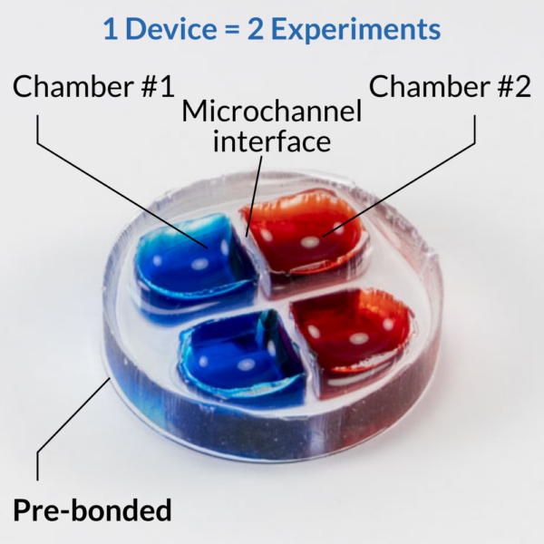 Neuronal microfluidic co-culture and compartmentalization device OMEGA-4 by eNUVIO with two experiments per device. Each experimental unit consists of two chambers (chamber #1 labeled and filled with blue colorant, chamber #2 labeled and filled with red colorant) connected by microfluidic microchannels. This PDMS based device is pre-bonded to a glass coverslip. The device comes pre-bonded, pre-wetted and ready to go. 1 device = 2 experiments