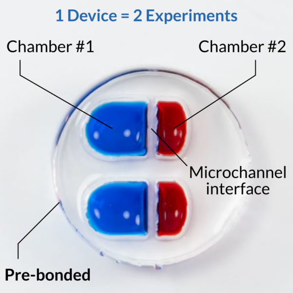 Neuronal microfluidic co-culture and compartmentalization device OMEGA-4-2mini by eNUVIO with two experiments per device as indicated. Each experimental unit consists of one standard-sized (filled with blue colorant, labeled chamber #1) and one half-sized chamber (filled with red colorant, labeled chamber #2) connected by microfluidic microchannels. This PDMS based device is pre-bonded to a glass coverslip. The device comes pre-bonded, pre-wetted and ready to go. 1 device = 2 experiments