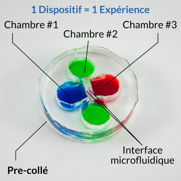 Dispositif microfluidique de co-culture et de compartimentation neuronale à trois chambres OMEGA-ACE d'eNUVIO. La chambre n°1 est étiquetée et remplie en bleu, la chambre n°2 est étiquetée et remplie en vert, la chambre n°3 est étiquetée et remplie en rouge. Les chambres sont reliées par des microcanaux microfluidiques. Ce dispositif à base de PDMS est pré-collé à une lamelle couvre-objet en verre. Le dispositif est livré pré-collé, pré-mouillé et prêt à l'emploi. 1 dispositif = 1 expérience